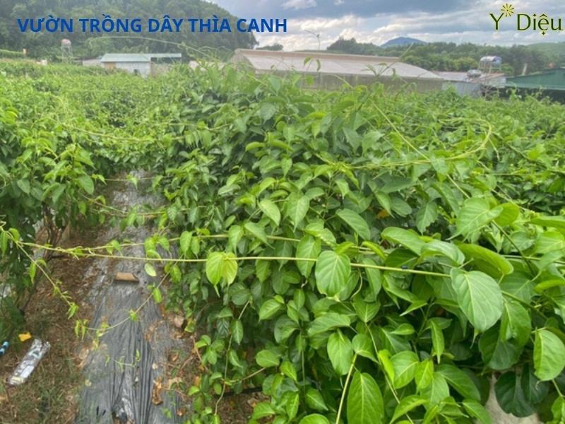 Dây Thìa Canh Và Công Dụng Trong Điều Trị Tiểu Đường